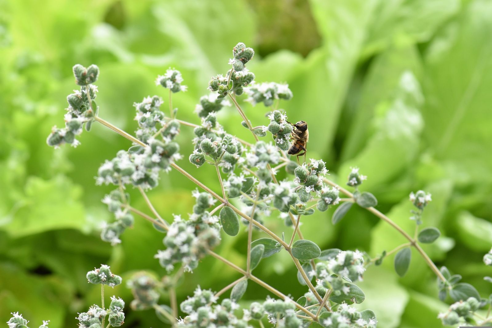 Flowering Greek oregano in a Kozani field with a bee