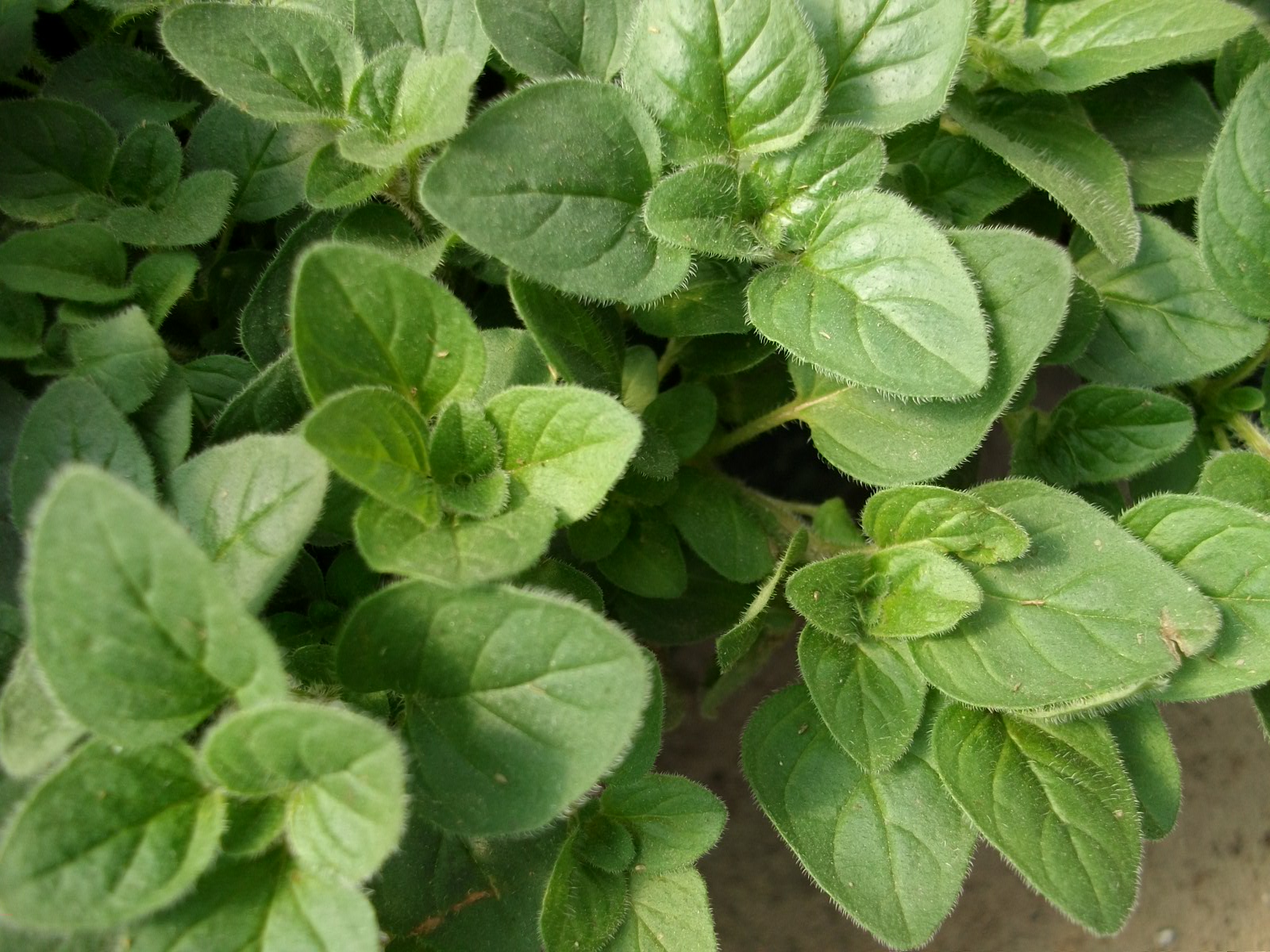 Close-up of fresh Greek oregano leaves